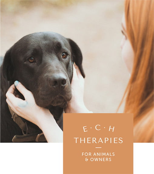 ECH therapies For Animals & Owners